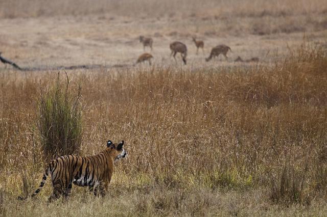 039 Bandavghar Nationaal Park, Indische Tijger op jacht.jpg